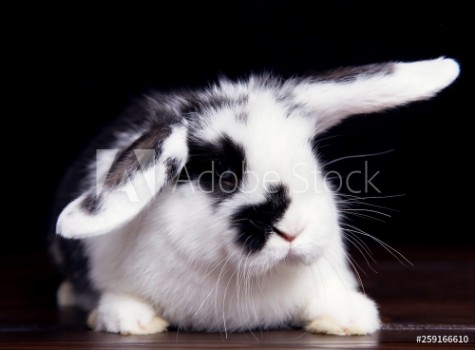 Bild på Rabbit on a wooden dark background